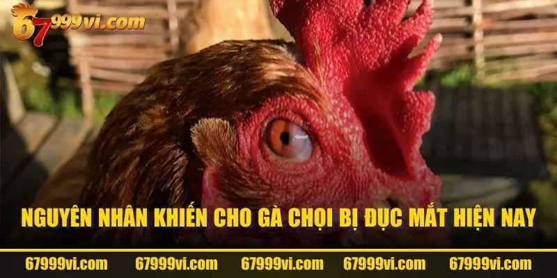 Nguyên nhân khiến cho gà chọi bị đục mắt hiện nay