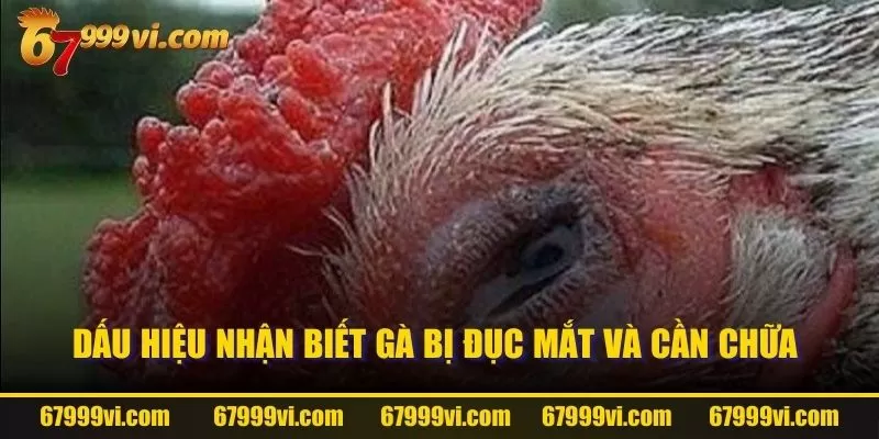 Dấu hiệu nhận biết gà bị đục mắt và cần chữa