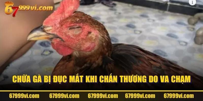 Chữa gà bị đục mắt khi chấn thương do va chạm