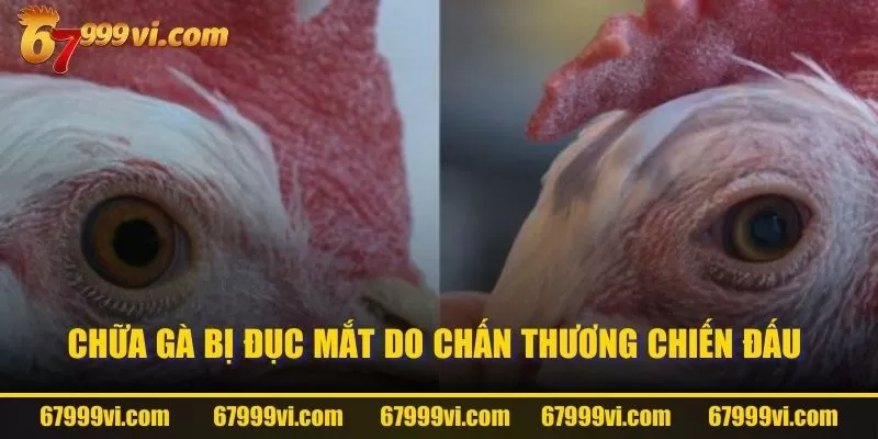 Chữa gà bị đục mắt do chấn thương chiến đấu