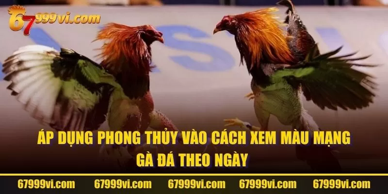 Áp dụng phong thủy vào cách xem màu mạng gà đá theo ngày