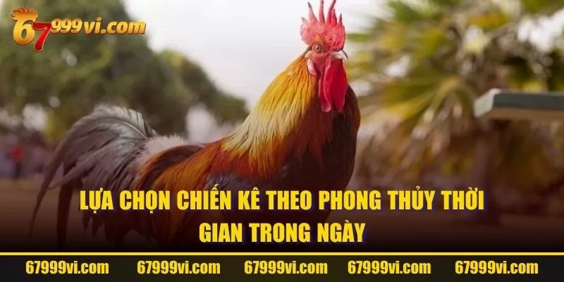 Lựa chọn chiến kê theo phong thủy thời gian trong ngày