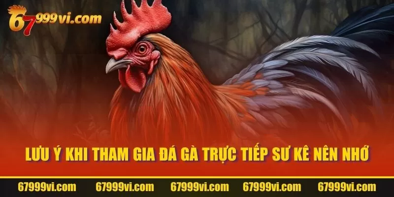 Lưu ý khi tham gia Đá Gà trực tiếp sư kê nên nhớ