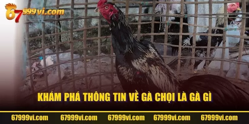 Khám phá thông tin về gà chọi là gà gì