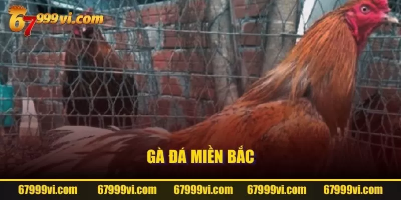 Gà đá Miền Bắc