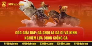 Gà Chọi Là Gà Gì