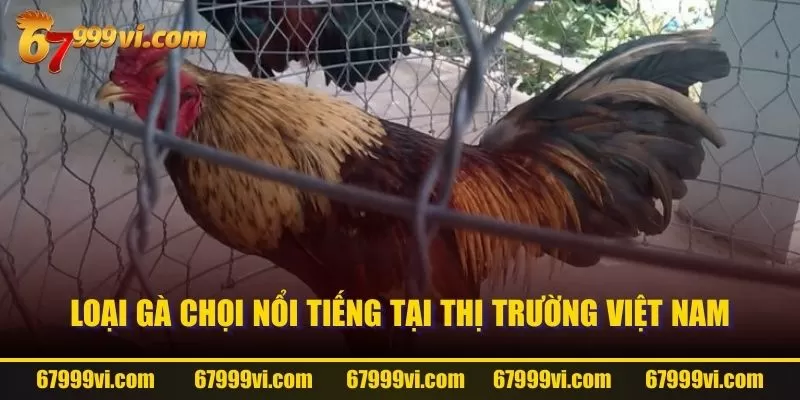 Loại gà chọi nổi tiếng tại thị trường Việt Nam