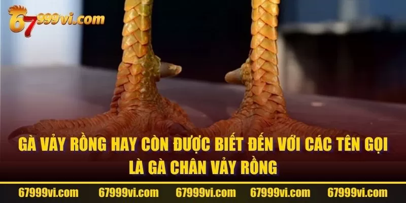 Gà Vảy Rồng hay còn được biết đến với các tên gọi là gà chân vảy rồng