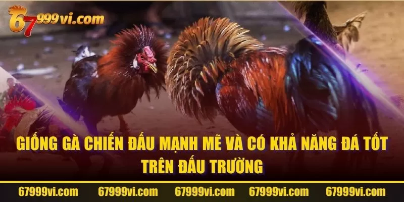 Giống gà chiến đấu mạnh mẽ và có khả năng đá tốt trên đấu trường