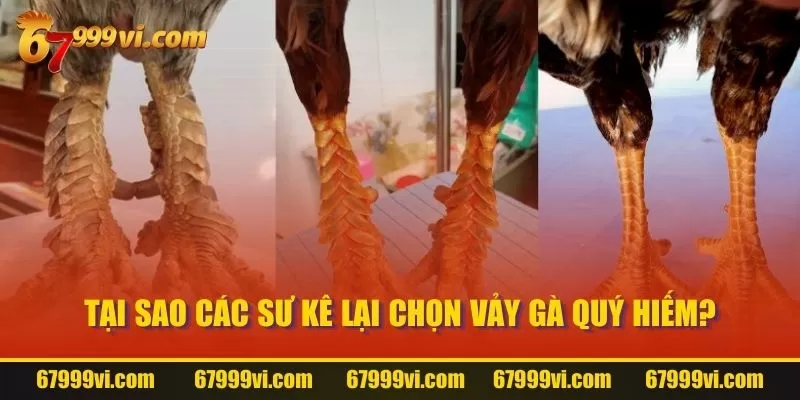 Tại sao các sư kê lại chọn vảy gà quý hiếm?