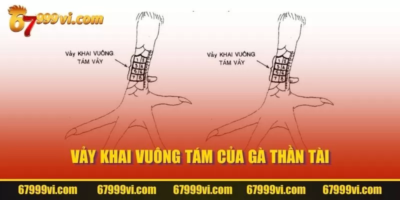 Vảy khai vuông tám của gà thần tài