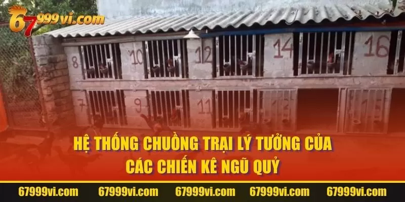 Hệ thống chuồng trại lý tưởng của các chiến kê Ngũ Quỷ