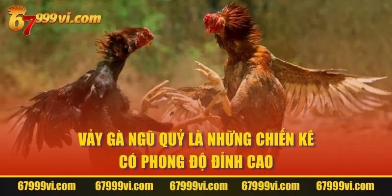 Vảy Gà Ngũ Quỷ là những chiến kê có phong độ đỉnh cao