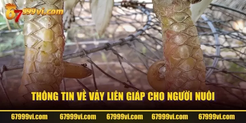 Thông tin về Vảy Liên Giáp cho người nuôi