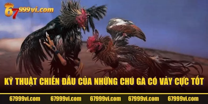 Kỹ thuật chiến đấu của những chú gà có vảy cực tốt