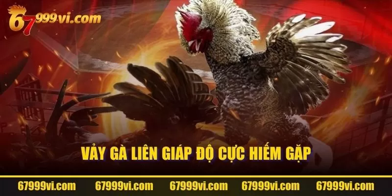 Vảy gà liên giáp độ cực hiếm gặp