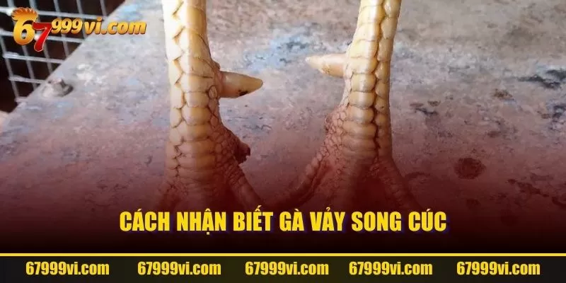 Cách nhận biết gà Vảy Song Cúc