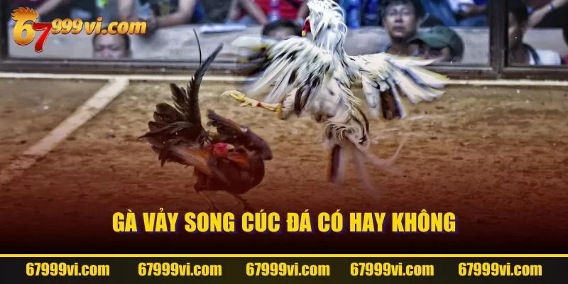 Gà Vảy Song Cúc đá có hay không