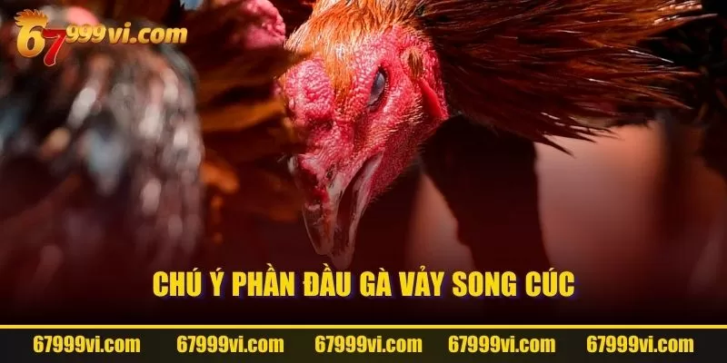 Chú ý phần đầu gà Vảy Song Cúc