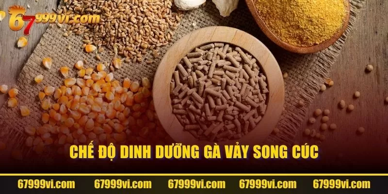 Chế độ dinh dưỡng gà Vảy Song Cúc