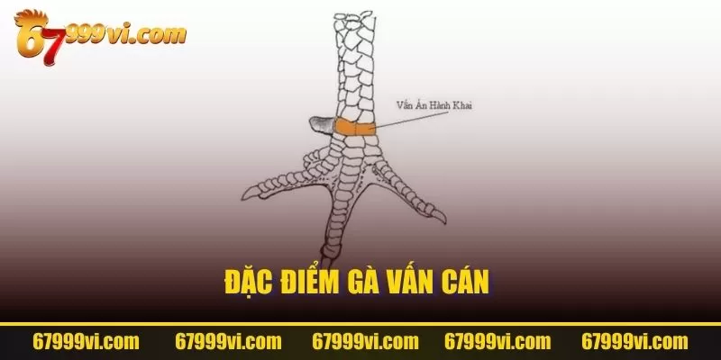 Đặc điểm gà vấn cán