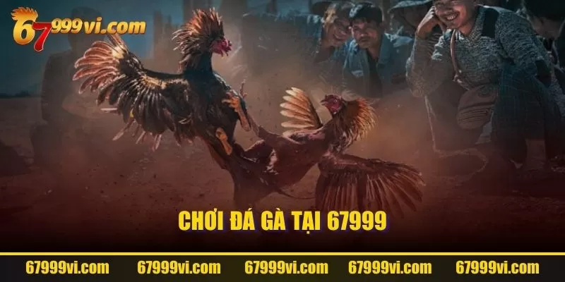 Chơi đá gà tại 67999