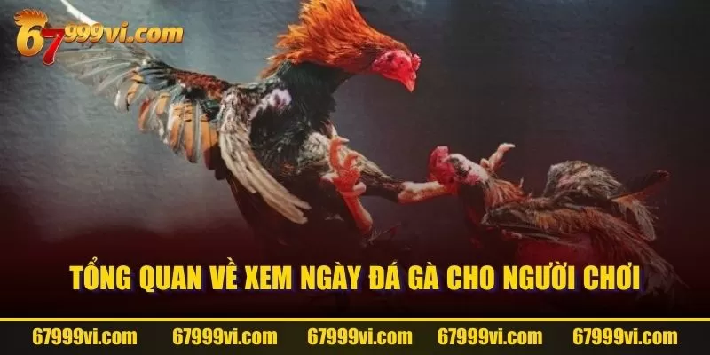 Tổng quan về xem ngày đá gà cho người chơi