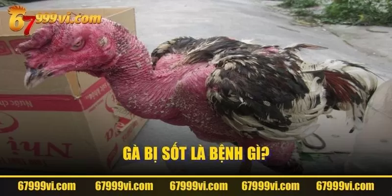 Gà bị sốt là bệnh gì?