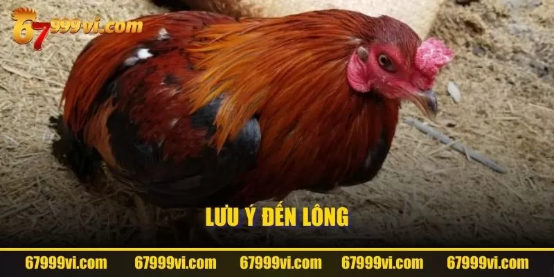 Lưu ý đến lông