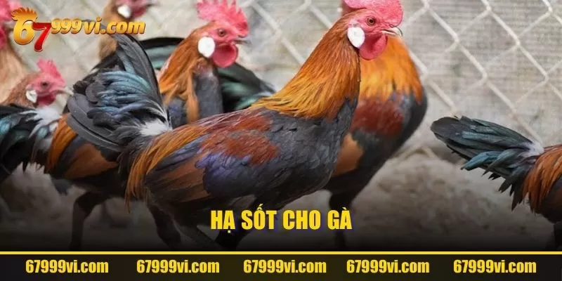 Hạ sốt cho gà