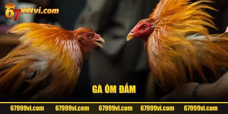 Gà ôm đấm