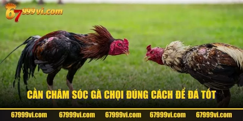 Cần chăm sóc gà chọi đúng cách để đá tốt