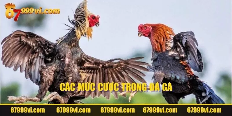 Các mức cược trong đá gà