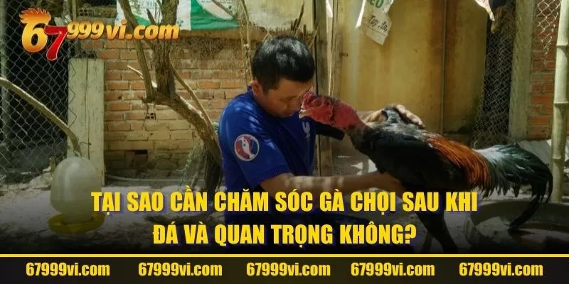 Tại sao cần chăm sóc gà chọi sau khi đá và quan trọng không?