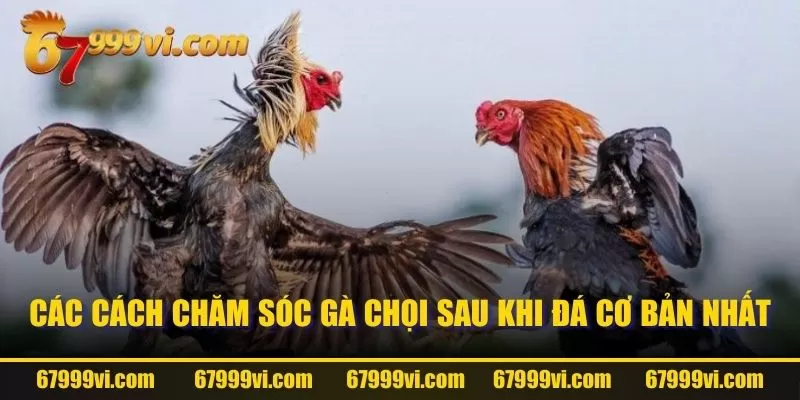 Các cách chăm sóc gà chọi sau khi đá cơ bản nhất