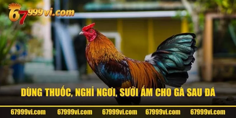 Dùng thuốc, nghỉ ngơi, sưởi ấm cho gà sau đá