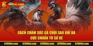 Cách Chăm Sóc Gà Chọi Sau Khi Đá