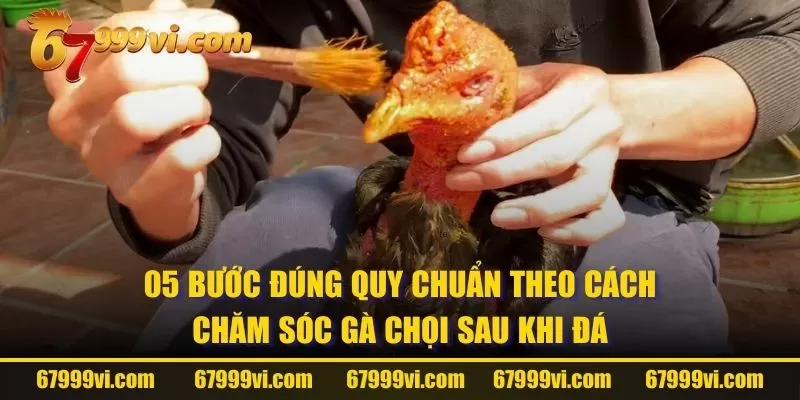 05 bước đúng quy chuẩn theo cách chăm sóc gà chọi sau khi đá