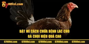 Cách Chữa Bệnh Lác Cho Gà Chọi