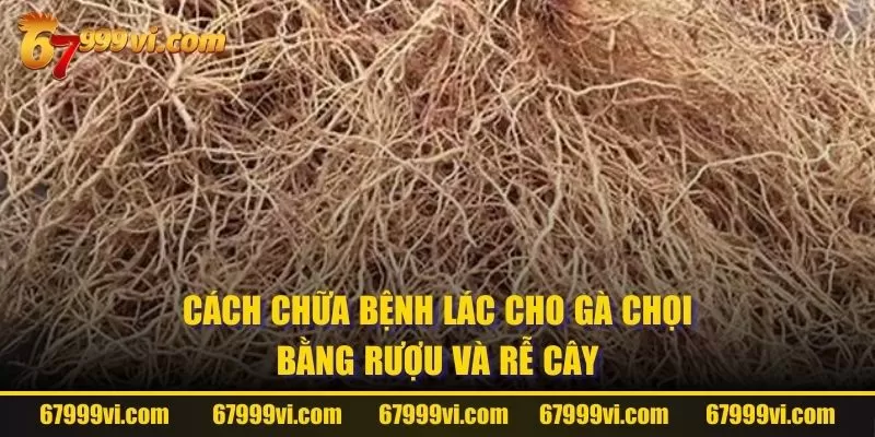 Cách chữa bệnh lác cho gà chọi bằng rượu và rễ cây