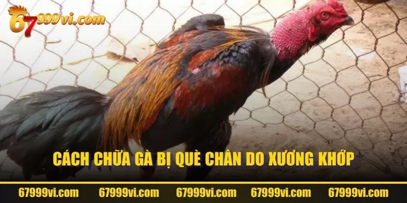 Cách chữa gà bị què chân do xương khớp