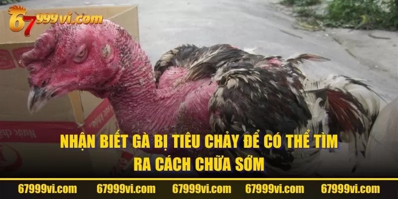 Nhận biết gà bị tiêu chảy để có thể tìm ra cách chữa sớm