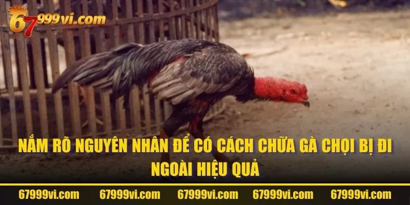 Nắm rõ nguyên nhân để có cách chữa gà chọi bị đi ngoài hiệu quả