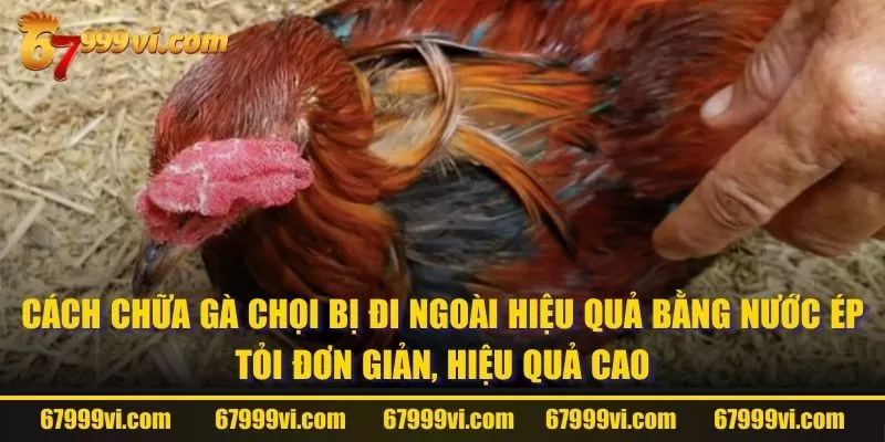 Cách chữa gà chọi bị đi ngoài hiệu quả bằng nước ép tỏi đơn giản, hiệu quả cao