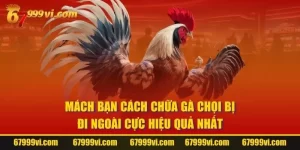 Cách Chữa Gà Chọi Bị Đi Ngoài