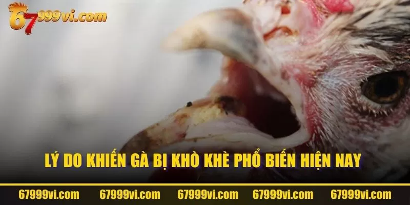 Lý do khiến gà bị khò khè phổ biến hiện nay