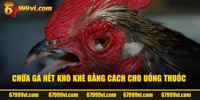 Chữa gà hết khò khè bằng cách cho uống thuốc