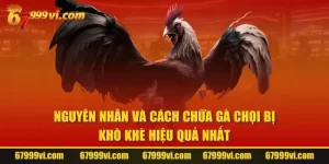 Cách Chữa Gà Chọi Bị Khò Khè