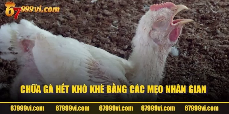 Chữa gà hết khò khè bằng các mẹo nhân gian