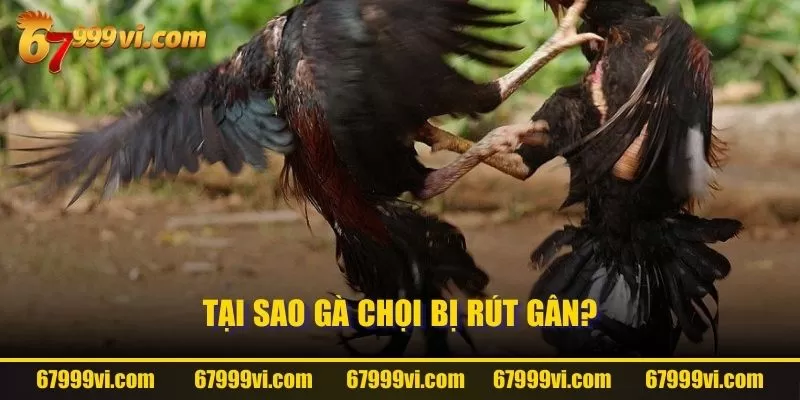 Tại sao gà chọi bị rút gân?